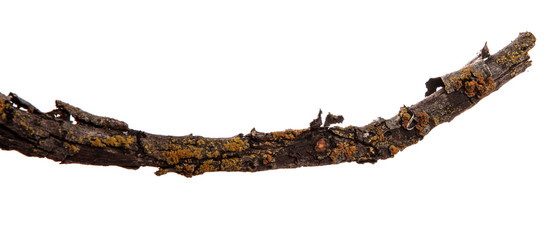 Dry branch of a tree on an isolated white background with cracked bark and patina. Wooden bark