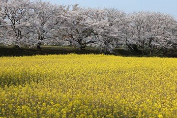 藤原京　桜と菜の花の競演