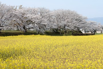 藤原京　桜と菜の花の競演