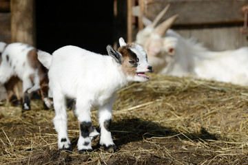 Naklejka na ściany i meble white goat kid standing on straw in front of shed and bleats