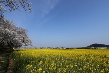 Fototapeta na wymiar 藤原京　桜と菜の花の競演
