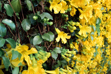 Close up of yellow flower Cat's claw full bloom