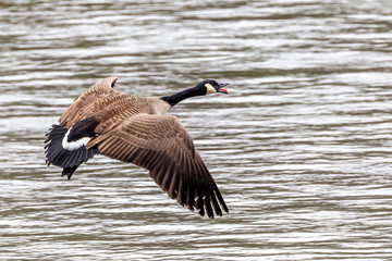 Quacking on Landing © Dave