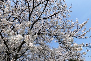 藤原京　桜と菜の花の競演