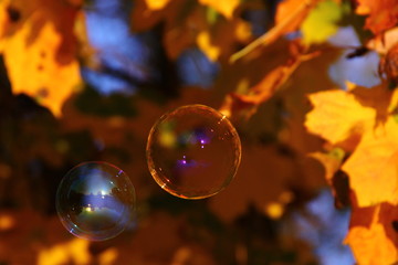 soap bubbles on the background of autumn leaves