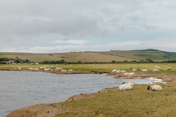 Ovejas descansando al costado de un r&iacute;o