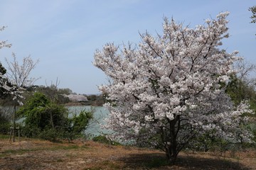 Naklejka premium 藤原京 桜と菜の花の競演