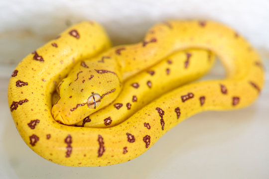 a baby "green tree python" (formerly known as "Chondropython viridis") now known as "Morelia viridis"