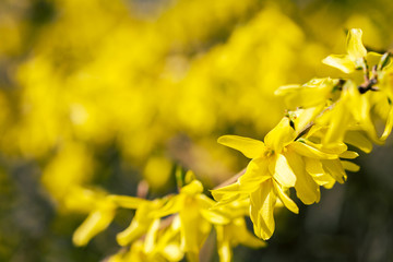 Fototapeta premium Yellow flowers of forsythia