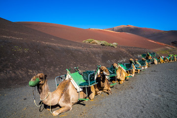 Spain, Lanzarote, Long caravan of camels resting on volcanic ground next to red volcano for tourist transport