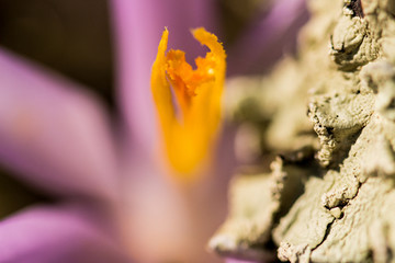 Spiel im Licht mit Krokuss