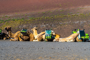 Spain, Lanzarote, Three camels in a row resting on hot black lava sand next to red volcano