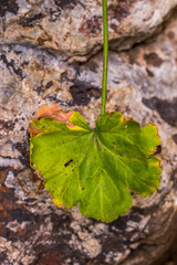 A single frost damaged autumn leaf isolated against an out of focus rock background image with copy space
