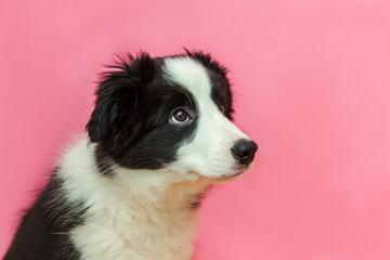 Funny studio portrait of cute smilling puppy dog border collie isolated on pink pastel background. New lovely member of family little dog gazing and waiting for reward. Pet care and animals concept