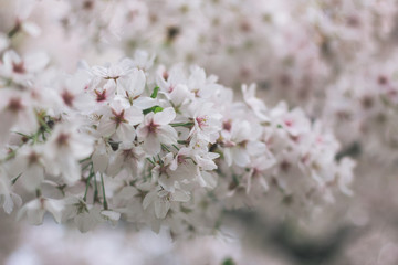 Flowering cherry tree in the forest park Dresden