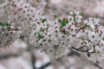 Obraz premium Flowering cherry tree in the forest park Dresden