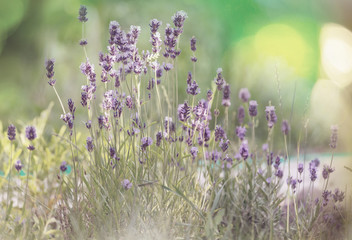 Naklejka premium Sunny meadow