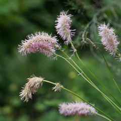 Sanguisorba flower blooms in the garden