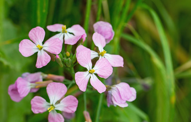 beautiful flowers in spring in israel
