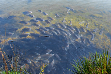 ティラピア　Tilapia　金鱗湖　Lake Kinrin　大分県湯布院　Yufuin