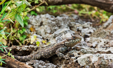 beautiful lizard on stone