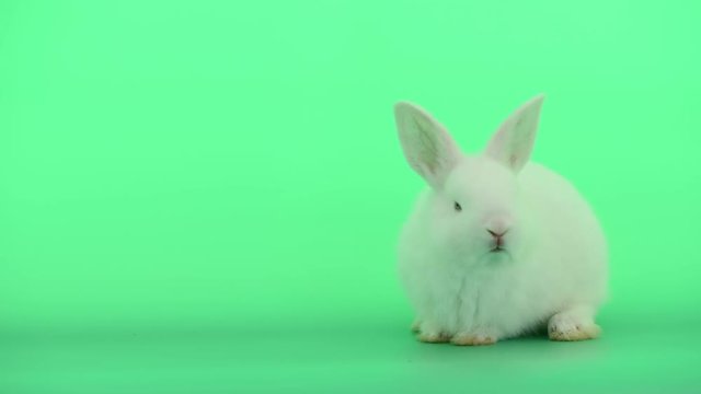 Little white bunny rabbit show moving nose and mouth and stay calm on green screen background