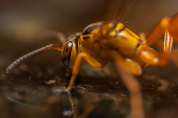 Macro photo of a striped yellow wasp. Photographed in Minas Gerais, Brazil.