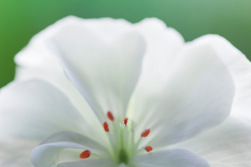 Geranium stamens white flower closeup. White geranium flower macro. Petals and stamens of a geranium close-up on a green background.  White flower close up.