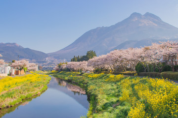 桜と菜の花と由布岳　cherry blossoms and canola flower and Mt....
