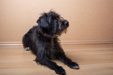 No-breed black dog with long hair is looking