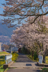 桜と菜の花と青空　cherry blossoms and canola flower and blue sky　大分県湯布院　Yufuin