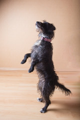 No-breed black dog with long hair sitting