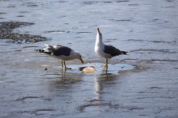 Gulls feeding on lake winter kill carp fish