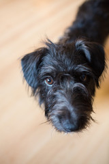 No-breed black dog with long hair is looking