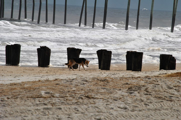 Dog Walking on a Beach Alone 