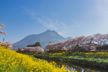 桜と菜の花と由布岳　cherry blossoms and canola flower and Mt. Yufudake　大分県湯布院　Yufuin
