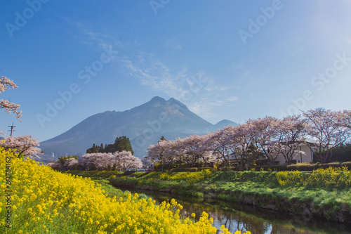 桜と菜の花と由布岳 Cherry Blossoms And Canola Flower And Mt Yufudake 大分県湯布院 Yufuin Wall Mural M H 桜と菜の花と由布岳 Cherry Blossoms And Canola Flower And Mt Yufudake 大分県湯布院 Yufuin Wall Mural M H