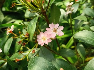 Orchid flowers and other beautiful flowers in the Thai flower garden31