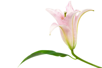 single beautiful pink