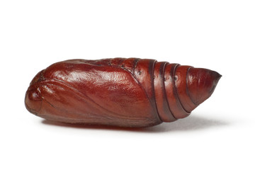 Closeup of butterfly chrysalis