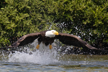 Close up of one Bald Eagle springing up from the Gulf Intracoastal Waterway near Englewood, Florida, after trying to catch a fish