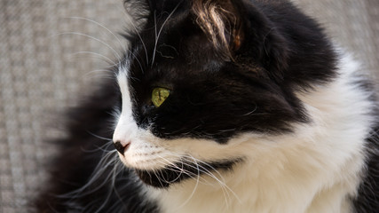 Black and white cat with bright green eyes and black nose