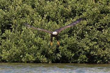 A Bald Eagle reaches down to catch a fish on the Gulf Intracoastal Waterway near Englewood, Florida