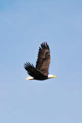 One Bald Eagle soars above the Gulf Intracoastal Waterway near Englewood, Florida