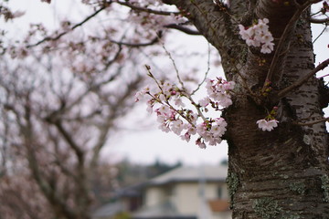 桜