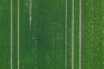 Tractor fresh trace on the field and herd of deer and roes, above view from drone.