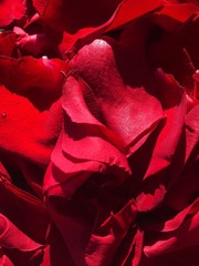  Beautiful red rose petals close up view