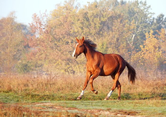 The elegant red mare gallops on a meadow in the foggy autumn morning