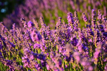 A beautiful lavender field with shallow depth of field
