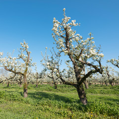 Fototapeta premium pear trees blossom in spring under blue sky in holland